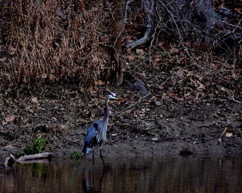 Bird in forest