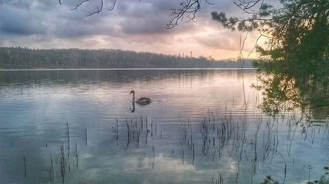 water, lake, sky, bird, reflection, tranquil scene, cloud - sky, tranquility, animal themes, animals in the wild, wildlife, scenics, beauty in nature, cloudy, nature, tree, cloud, sunset, waterfront, idyllic