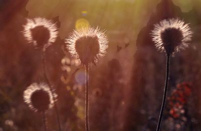 Close-up of thistle