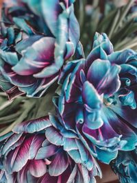 Full frame shot of pink flowering plants