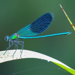 Close-up of dragonfly on leaf