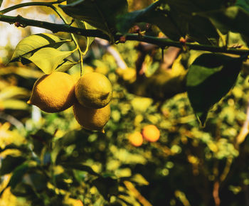 Close-up of lemon growing on tree