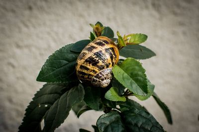 High angle view of a leaf