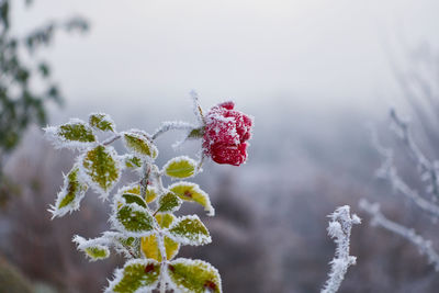 Close-up of frozen plant