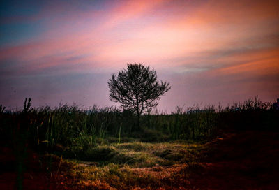 Trees on field against sky during sunset