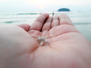 Close-up of hand holding tiny crab at beach