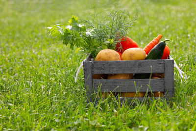 View of vegetables in a basket on the field