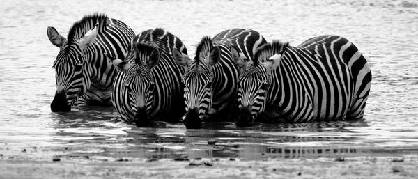 Zebras drinking water in lake