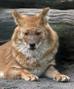 Portrait of lion resting