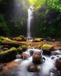 Scenic view of waterfall in forest