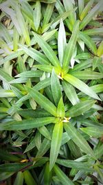 Full frame shot of plants