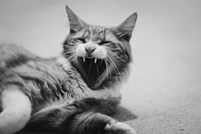 Close-up of a cat with eyes closed