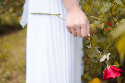 Midsection of woman hand by white flowering plants