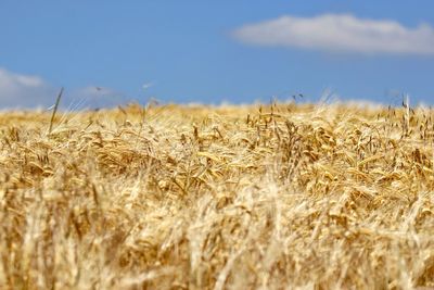 Close-up of wheat field against sky