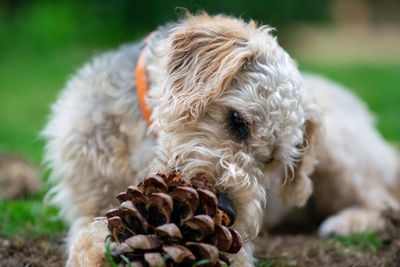 Close-up of a dog on field