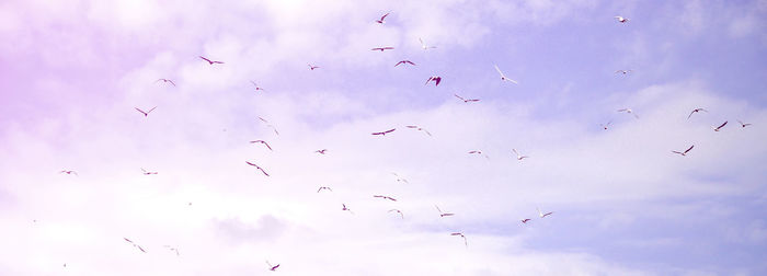 Low angle view of birds flying in sky