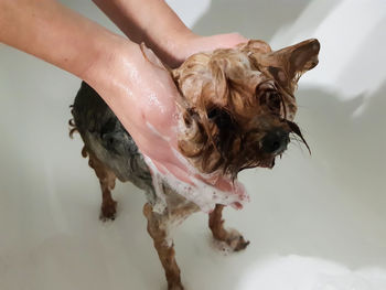 Midsection of woman giving a bath to dog in bathroom