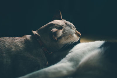 Close-up of a dog sleeping