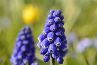 Close-up of purple flowers blooming in garden