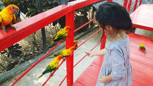 The little girl is feeding the parrot