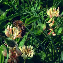 Close-up of bee pollinating on flower