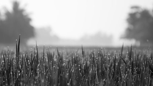 Close-up of crops on field against sky