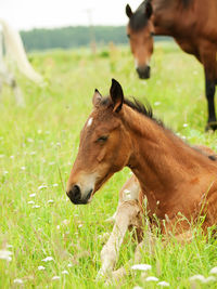 Horse on field