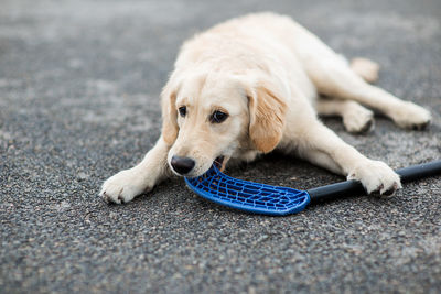 Close-up of dog lying down