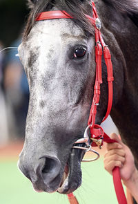 Close-up of horse