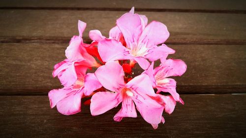 Close-up of pink flowers