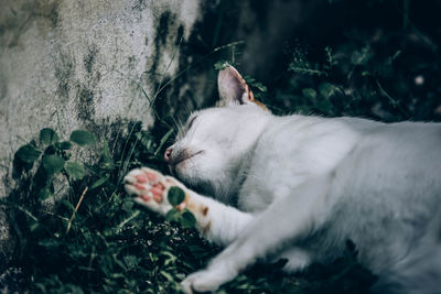 Cat sleeping on a plant