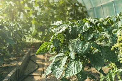 Close-up of fresh green plant