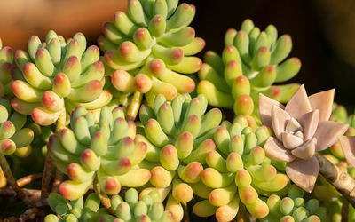 High angle view of succulent plant