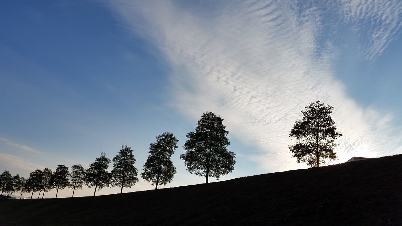 SILHOUETTE TREE ON LANDSCAPE AGAINST BLUE SKY