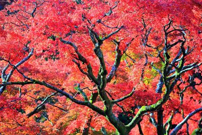 Full frame shot of red autumn tree