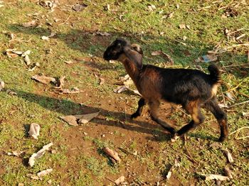 Dog standing on field