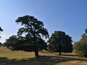 Trees on field against clear sky