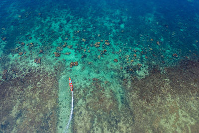 High angle view of jellyfish swimming in sea