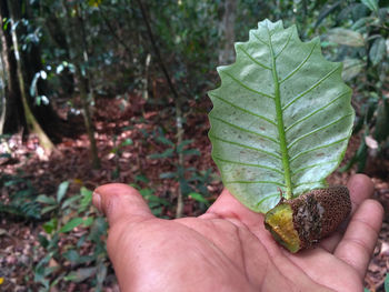 Midsection of person holding plant