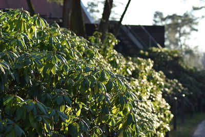 Close-up of fresh green plants