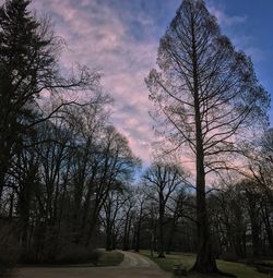 Silhouette bare trees against sky