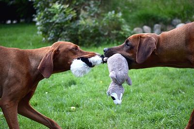 Brown dogs playing stuffed toy on grassy field