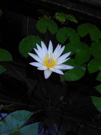 Close-up of white water lily