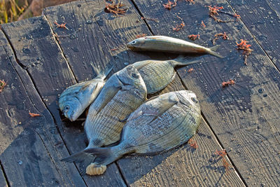 High angle view of fish on wood