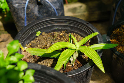 High angle view of potted plant