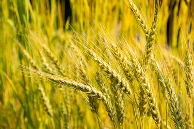 agriculture