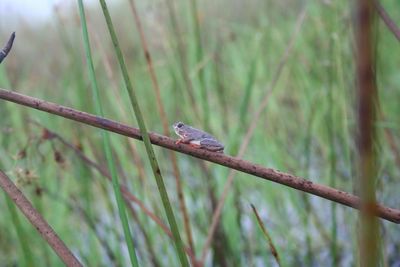 Close-up of bird perching on branch