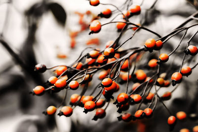 Close-up of berries growing on tree