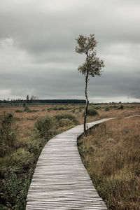 Moorland landscape of the high fens in autumn, belgium.