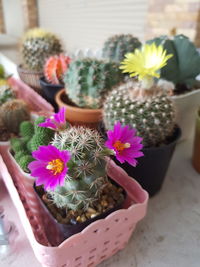 Close-up of potted plant